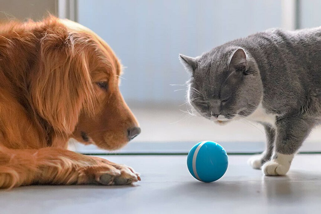 Dog And Cat Toys
